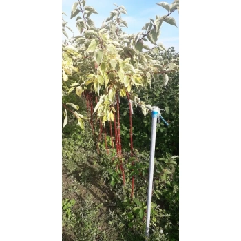 DEREŃ żółto-zielono-biały szczepiony na pniu - sadzonki 130 / 150 cm